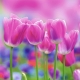 Фотообои FTP-3-06-00004 Тюльпаны, цветы в розовых тонах №1