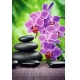 Фотообои FTP-2-06-00005 Красивые орхидеи на камнях №1