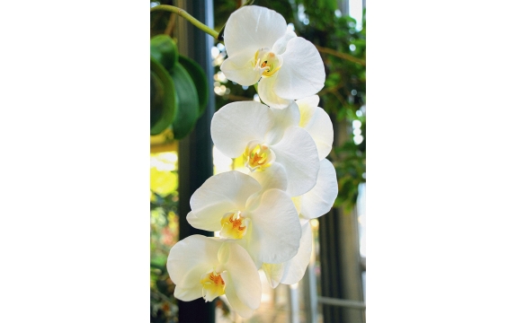 Фотообои FTP-2-06-00006 Свисающие белые орхидеи