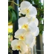Фотообои FTP-2-06-00006 Свисающие белые орхидеи №1