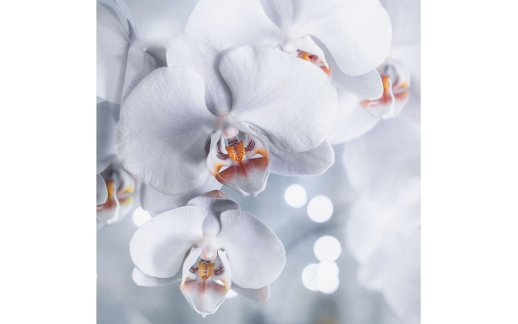 Фотообои FTP-3-06-00006 Орхидея в черно-белом