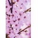 Фотообои FTP-2-06-00007 Сакура на веточках, розовые цветы №1