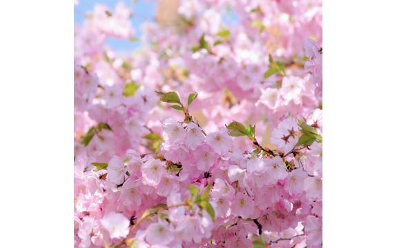 Фотообои FTP-3-06-00007 Розовая сакура в саду