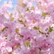 Фотообои FTP-3-06-00007 Розовая сакура в саду №1