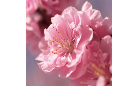 Фотообои FTP-3-06-00008 Сакура, большой цветок