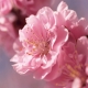 Фотообои FTP-3-06-00008 Сакура, большой цветок №1