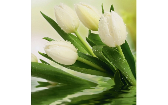 Фотообои FTP-3-06-00010 Белые тюльпаны, цветы в каплях росы