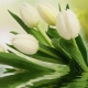 Фотообои FTP-3-06-00010 Белые тюльпаны, цветы в каплях росы №1