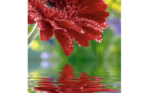 Фотообои FTP-3-06-00028 Яркий цветок герберы над водой, капли дождя