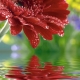 Фотообои FTP-3-06-00028 Яркий цветок герберы над водой, капли дождя №1