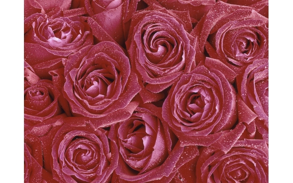 Фотообои FTP-4-06-00031 Розы в нежно-красных тонах, капли росы