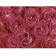Фотообои FTP-4-06-00031 Розы в нежно-красных тонах, капли росы №1