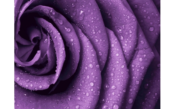 Фотообои FTP-4-06-00035 Большая роза в фиолетовых оттенках