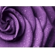 Фотообои FTP-4-06-00035 Большая роза в фиолетовых оттенках №1