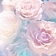 Фотообои FTP-3-06-00039 Розовые розы в отблесках света №1