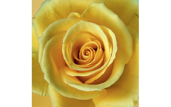 Фотообои FTP-3-06-00040 Желтая роза, большой цветок