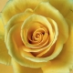 Фотообои FTP-3-06-00040 Желтая роза, большой цветок №1