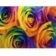Фотообои FTP-4-06-00051 Радужные розы крупным планом, яркие цветы №1