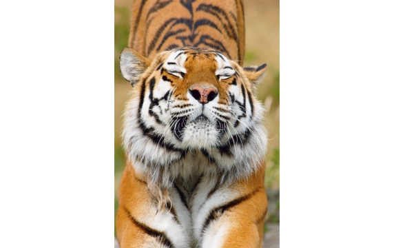 Фотообои FTP-2-12-00011 Тянущийся тигр