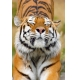 Фотообои FTP-2-12-00011 Тянущийся тигр №1