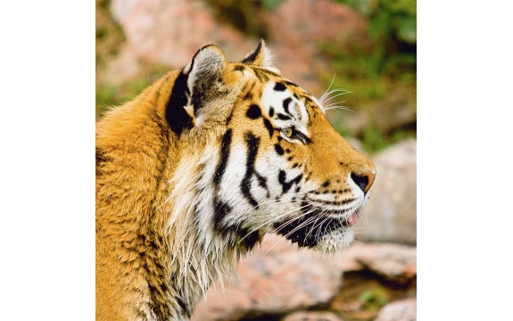 Фотообои FTP-3-12-00011 Красивый тигр