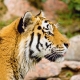 Фотообои FTP-3-12-00011 Красивый тигр №1