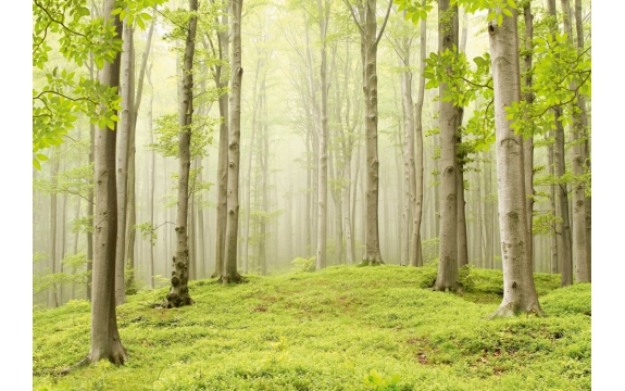 Фотообои Твоя Планета «Весенний лес», Премиум, 291 × 204 см, 9 листов