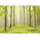 Фотообои Твоя Планета «Весенний лес», Премиум, 291 × 204 см, 9 листов №1