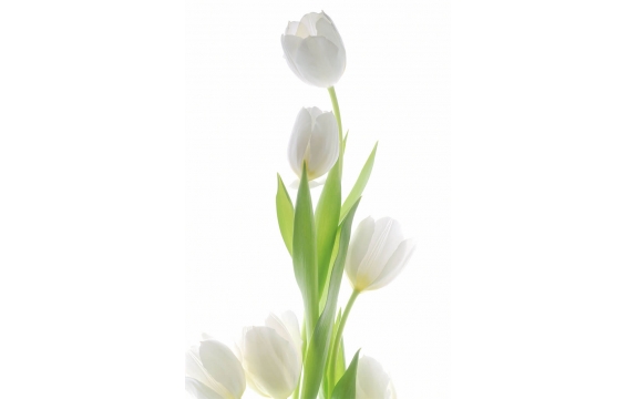 Фотообои FTP-2-06-00062 Белые тюльпаны