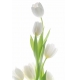 Фотообои FTP-2-06-00062 Белые тюльпаны №1